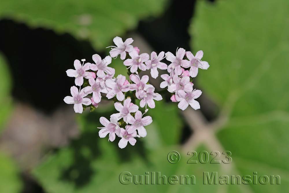 Valeriana montana à Derborence (Suisse, Valais)