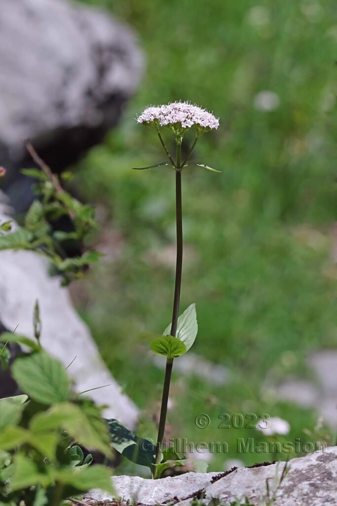 Valeriana montana à Derborence (Suisse, Valais)