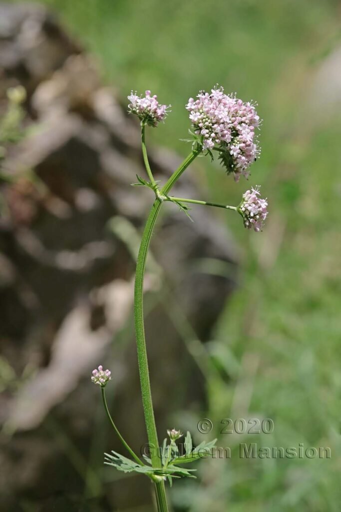 Valeriana officinalis aux Follatères (Suisse, Valais)