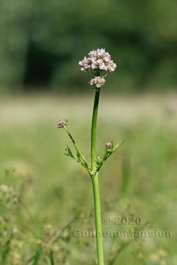 Valeriana officinalis au Rothenthurm (Suisse, Schwytz)
