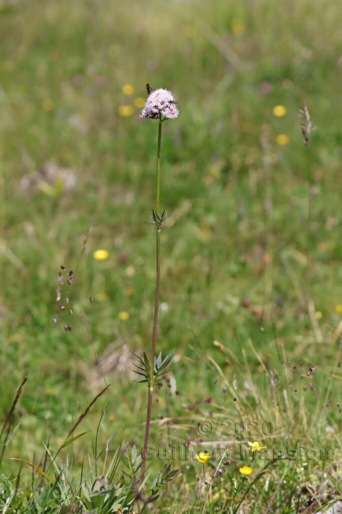 Valeriana officinalis vers Kandersteg (Suisse, Berne)