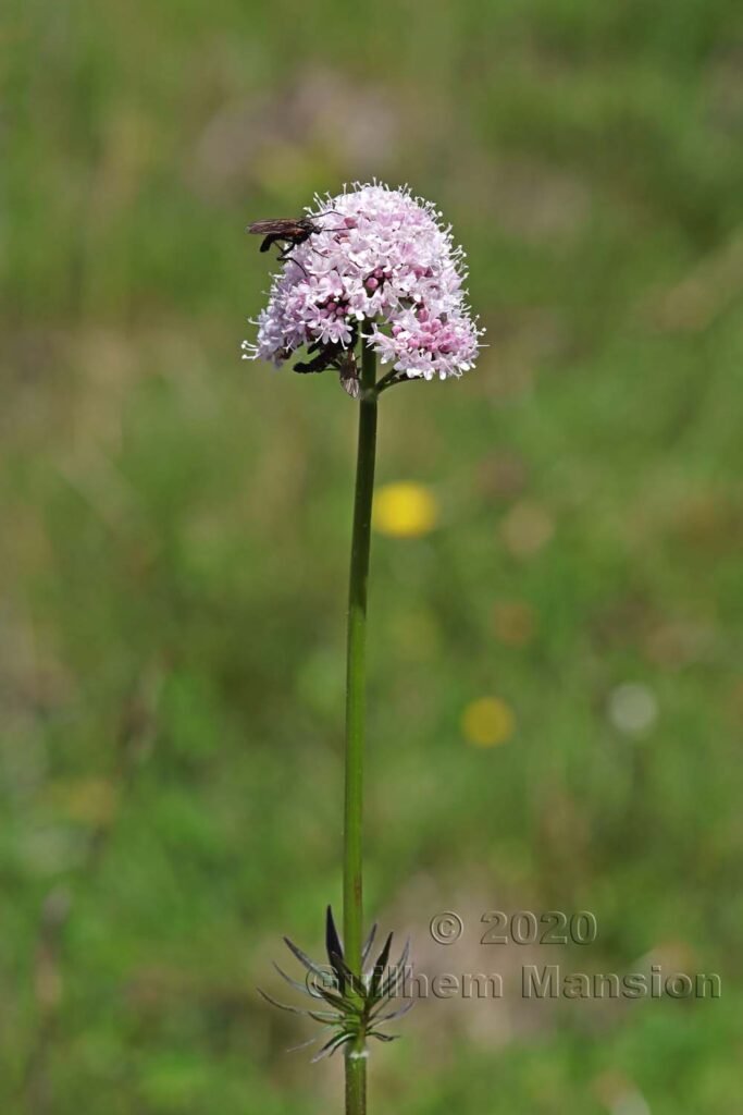 Valeriana officinalis vers Kandersteg (Suisse, Berne)