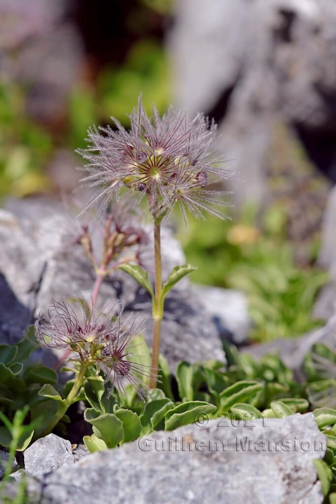 Valeriana supina au Val da Munt (Suisse, Grisons)