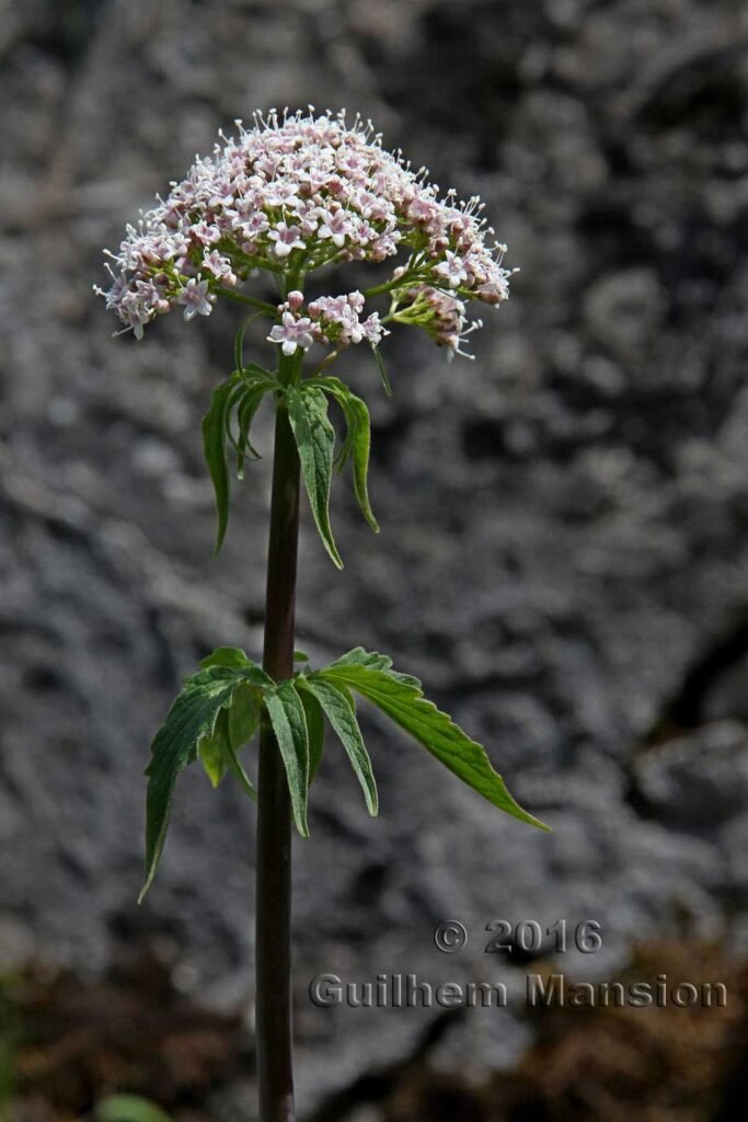 Valeriana tripteris vers Kandersteg (Suisse, Berne)