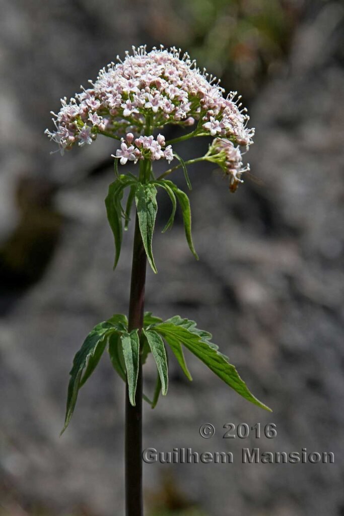 Valeriana tripteris vers Kandersteg (Suisse, Berne)