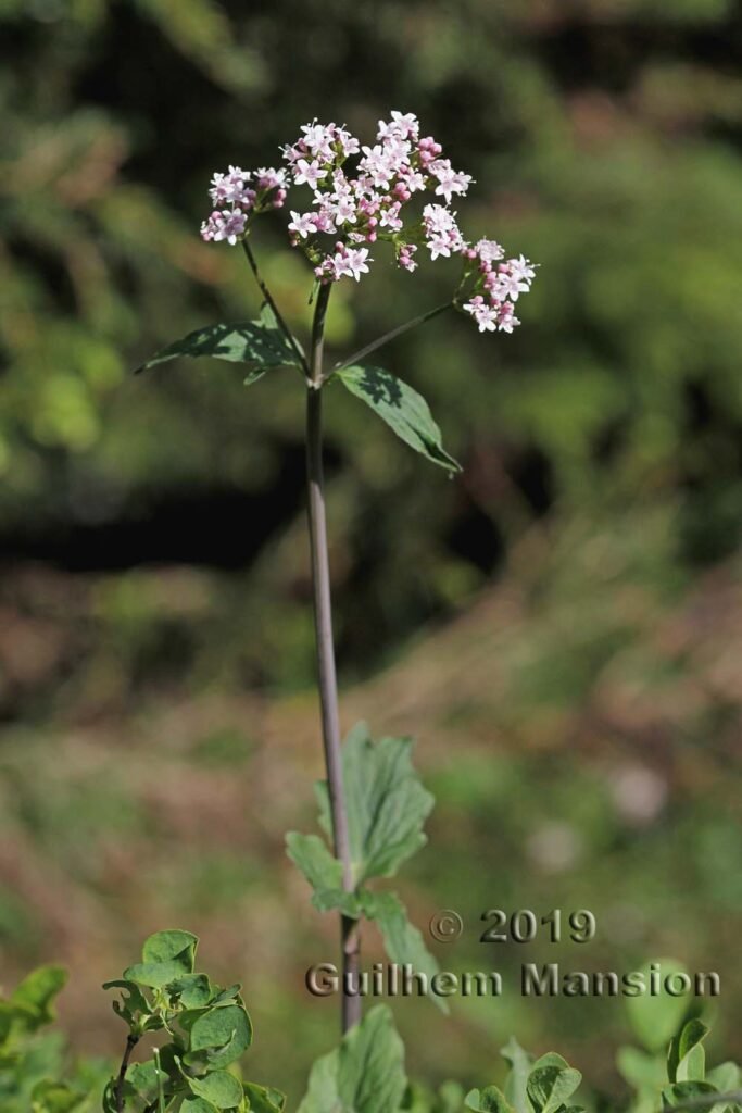 Valeriana tripteris vers Kandersteg (Suisse, Berne)