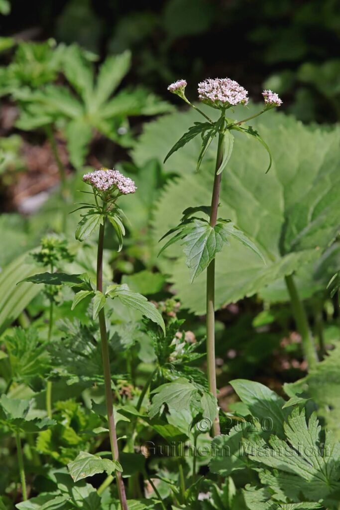 Valeriana tripteris vers Kandersteg (Suisse, Berne)