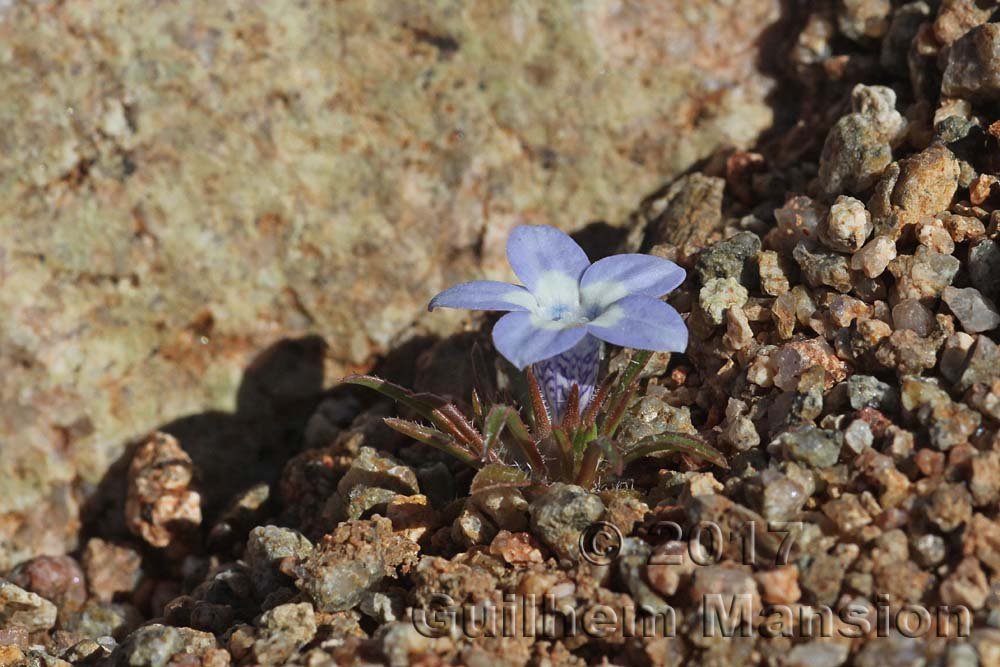 Wahlenbergia acaulis vers Kamiesberg (Afrique du Sud)
