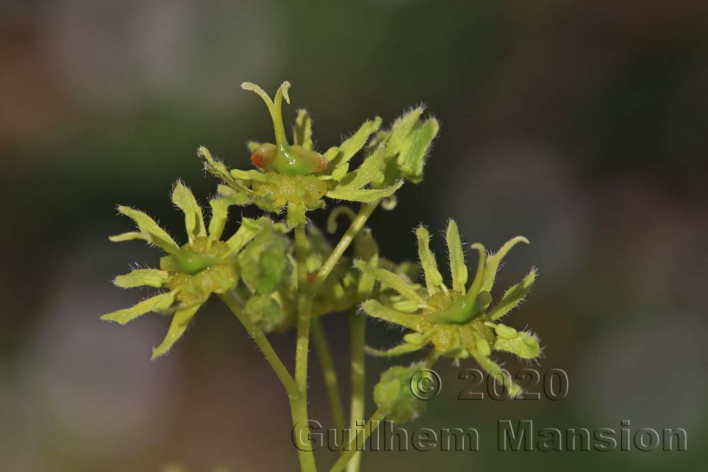 Acer campestre à Zurich-Hoenggerberg (Suisse)