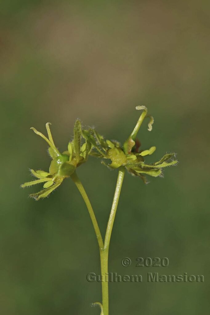Acer campestre à Zurich-Hoenggerberg (Suisse)