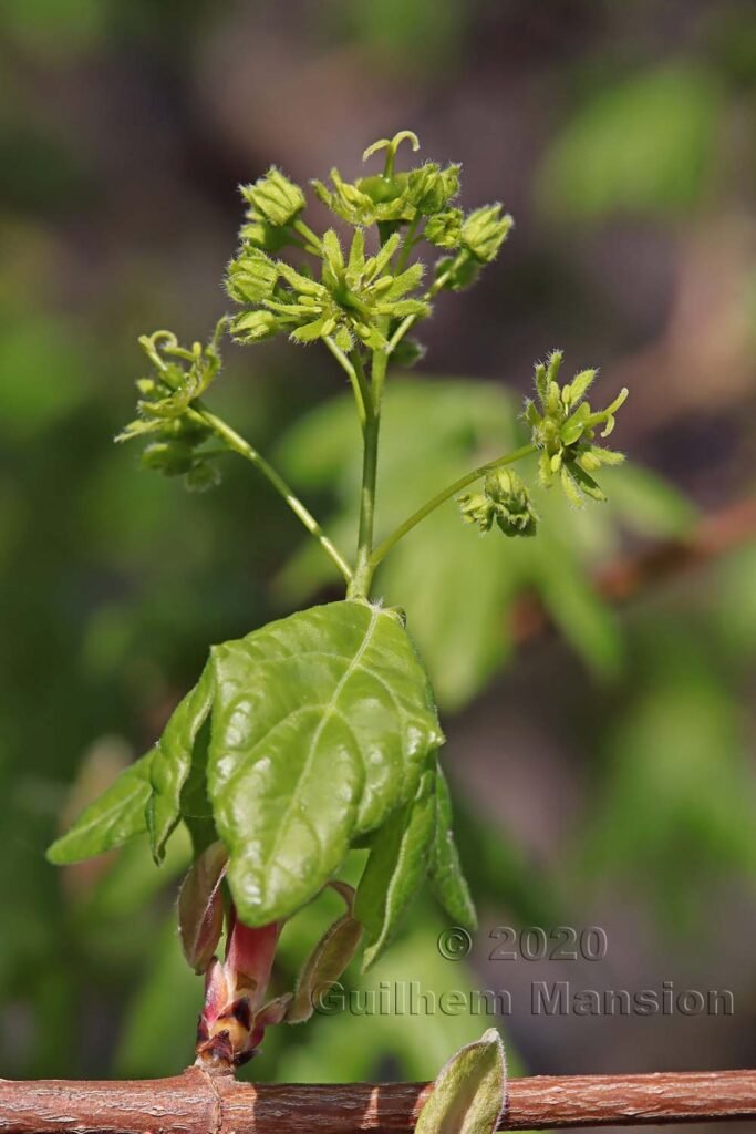 Acer campestre vers Kloten (Suisse, Zurich)