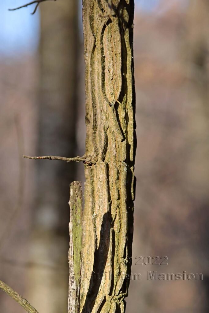 Acer campestre vers Aarburg (Suisse, Argovie)