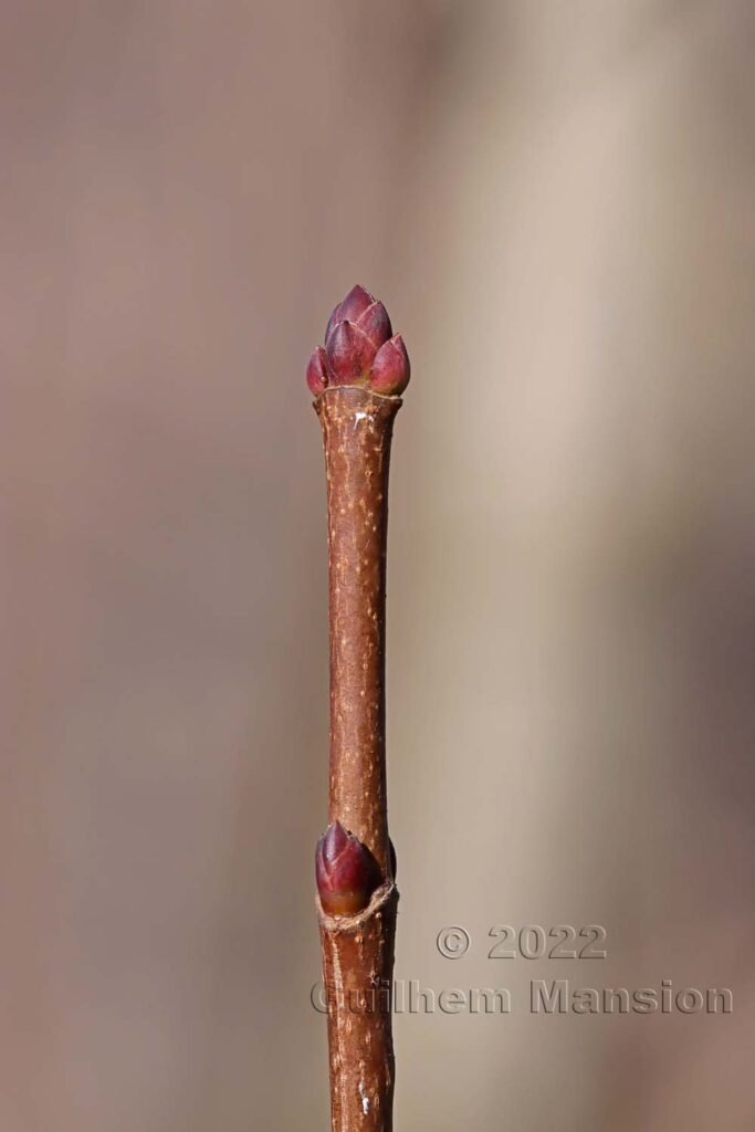 Acer platanoides vers Aarburg (Suisse, Argovie)