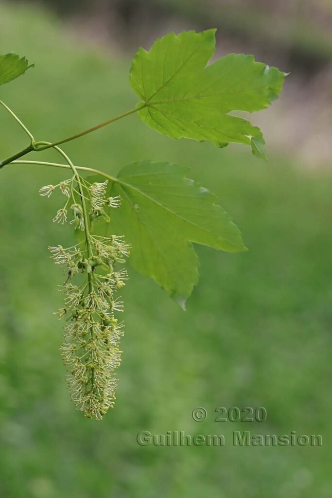 Acer pseudoplatanus vers Kloten (Suisse, Zurich)