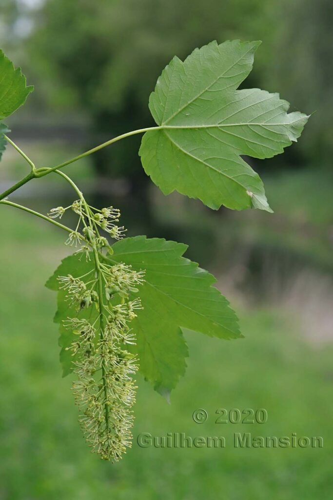 Acer pseudoplatanus vers Kloten (Suisse, Zurich)