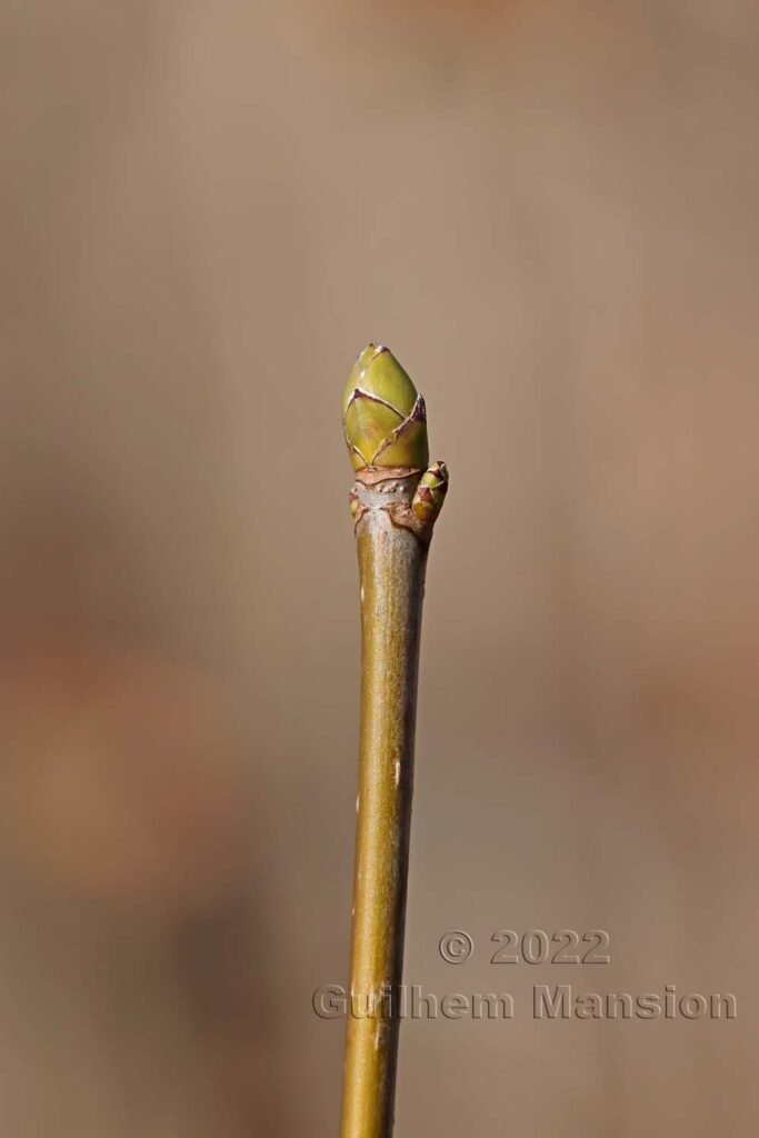 Acer pseudoplatanus vers Aarburg (Suisse, Argovie)