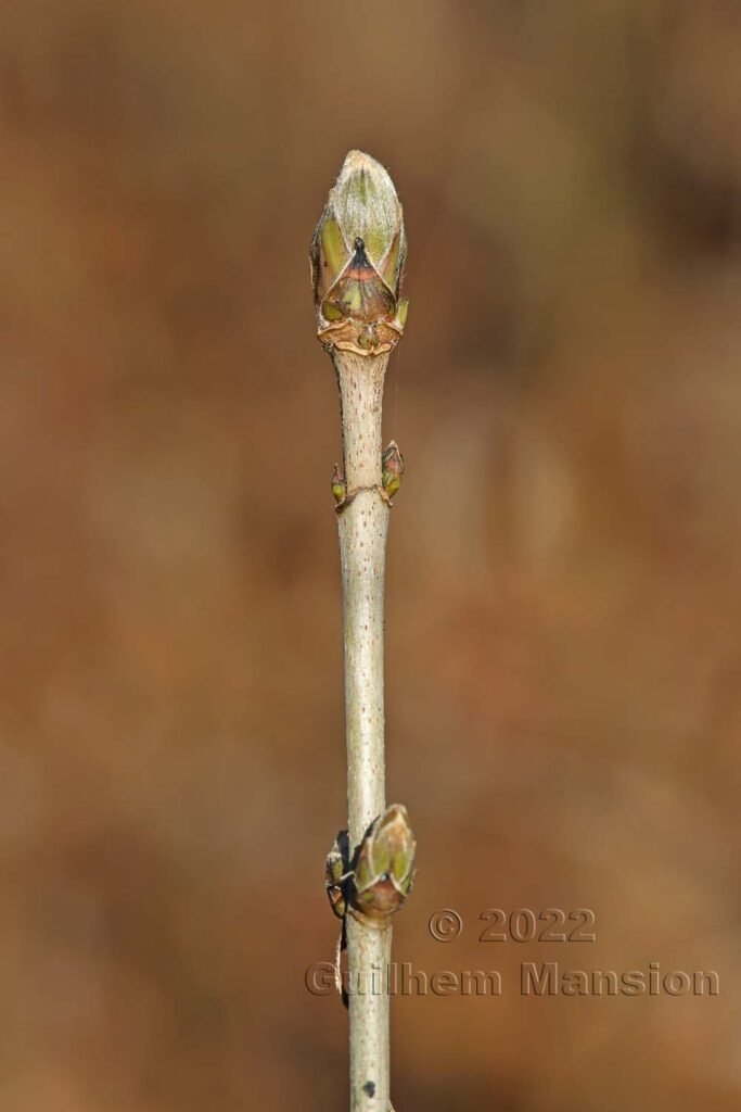 Acer pseudoplatanus vers Aarburg (Suisse, Argovie)
