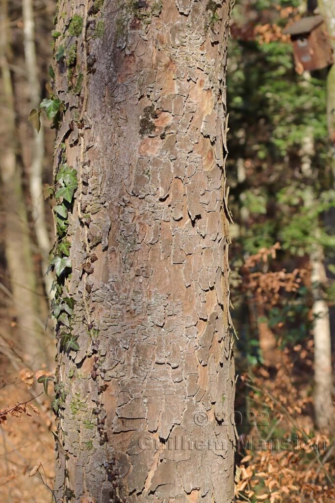 Acer pseudoplatanus vers Aarburg (Suisse, Argovie)