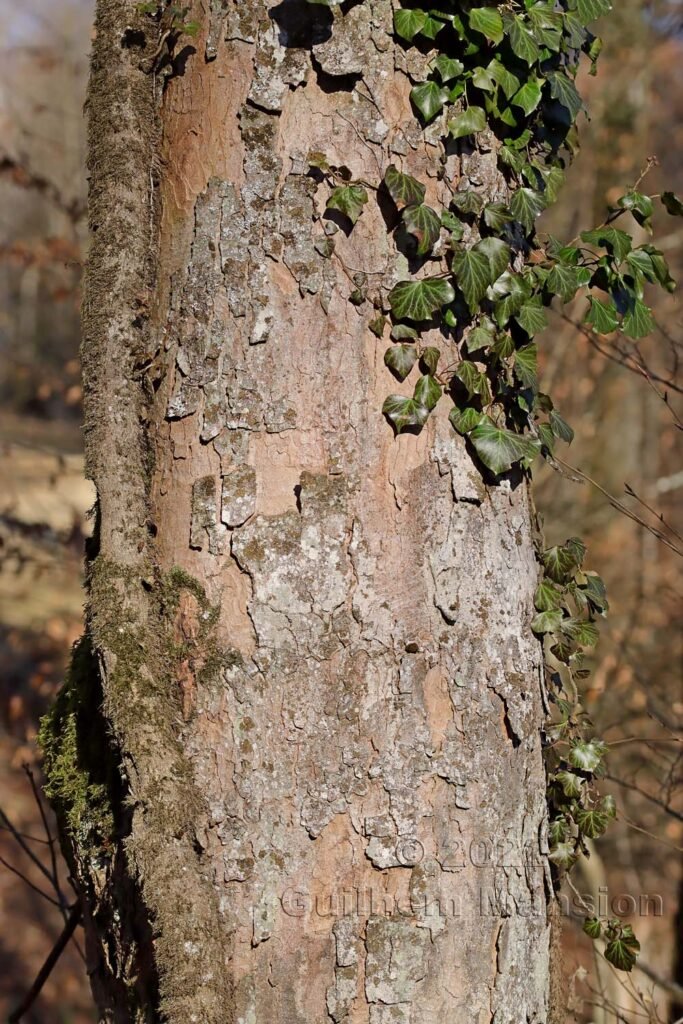 Acer pseudoplatanus sur le massif du Born près d'Olten (Suisse, Soleure)