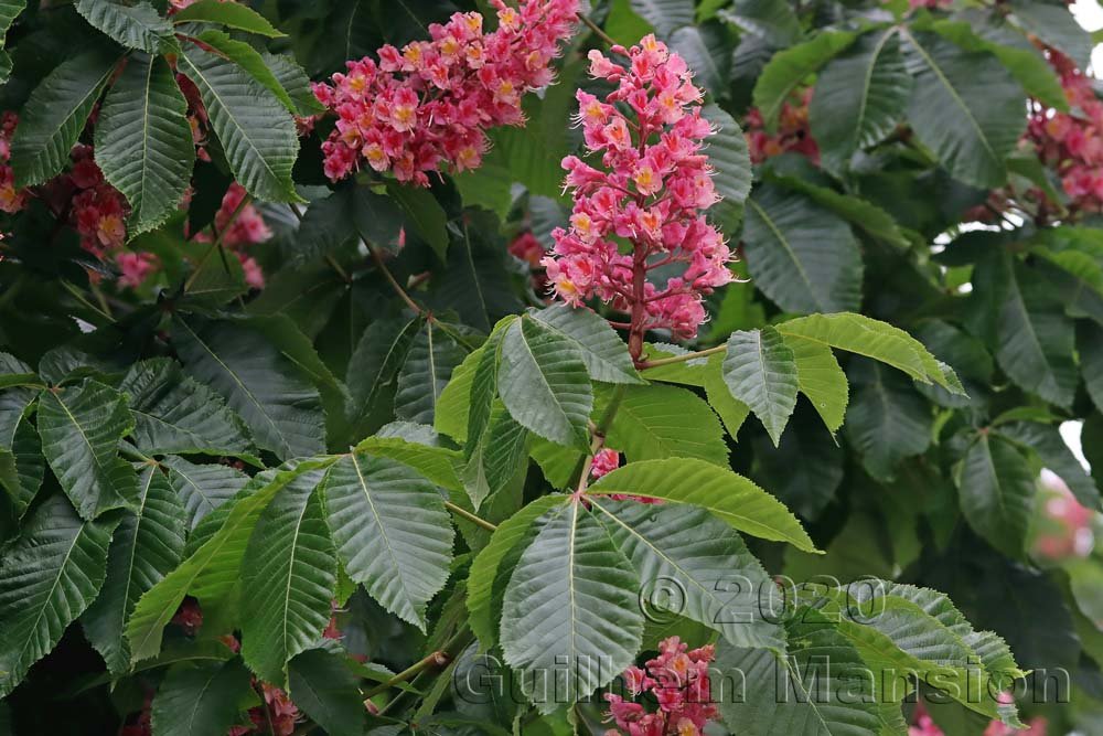 Aesculus hippocastaneum vers Kloten (Suisse, Zurich)