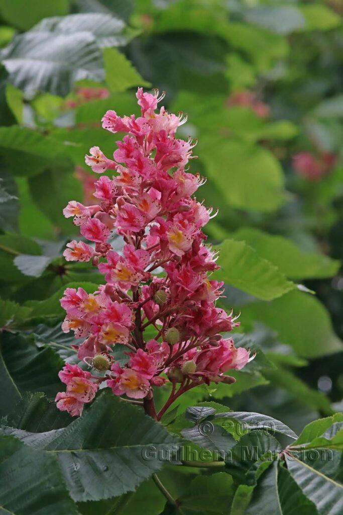 Aesculus hippocastaneum vers Kloten (Suisse, Zurich)