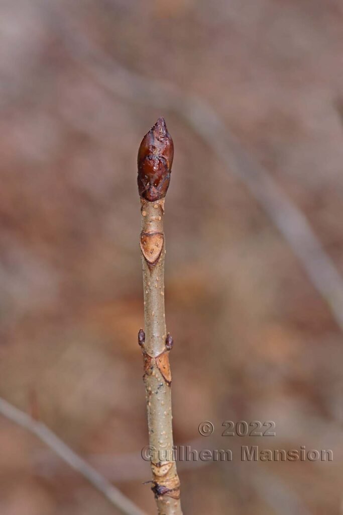 Aesculus hippocastaneum vers Aarburg (Suisse, Argovie)