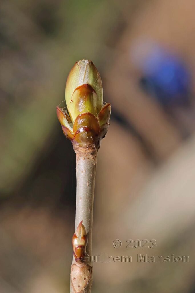 Aesculus hippocastaneum vers Aarburg (Suisse, Argovie)