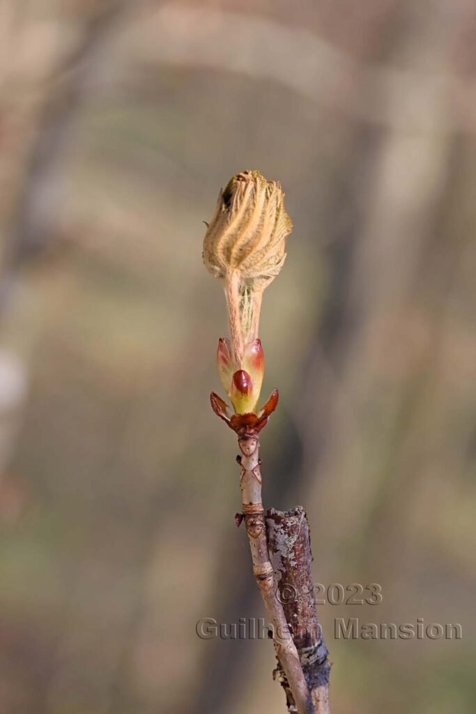 Aesculus hippocastaneum vers Aarburg (Suisse, Argovie)