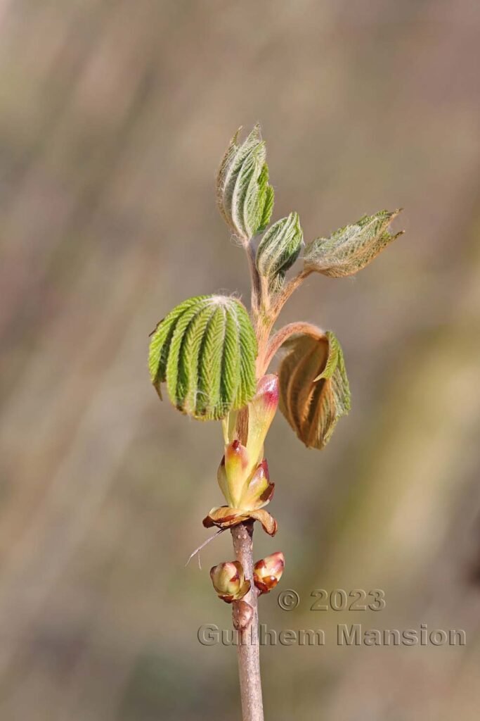 Aesculus hippocastaneum vers Aarburg (Suisse, Argovie)
