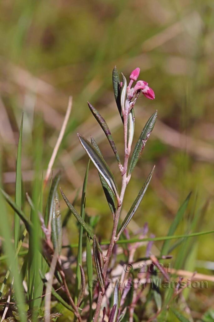 Andromeda polifolia dans la région de l'Entlebuch (Suisse, Lucerne)