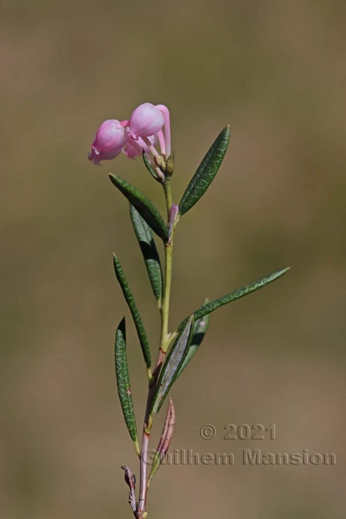 Andromeda polifolia dans la région de l'Entlebuch (Suisse, Lucerne)