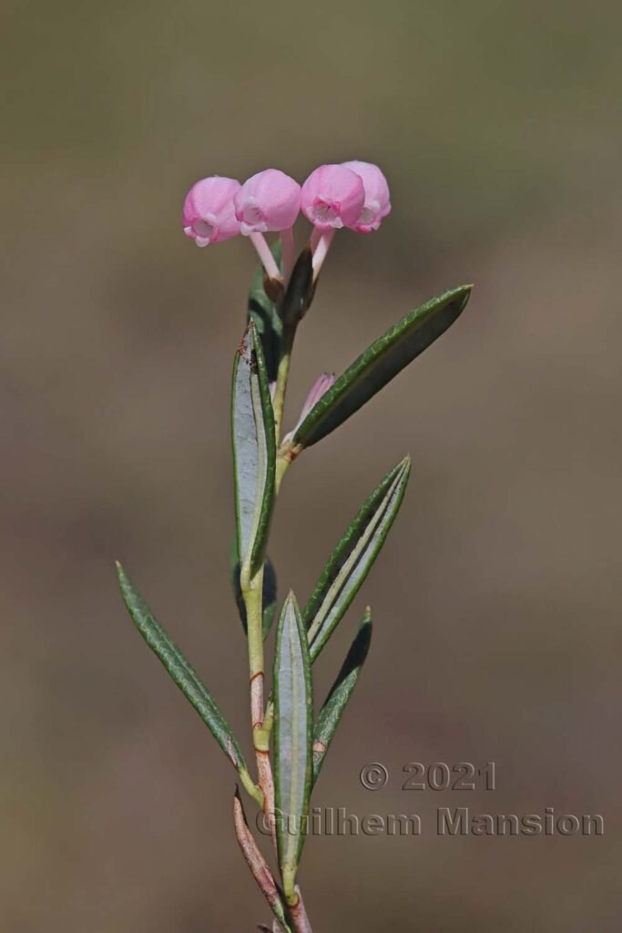 Andromeda polifolia dans la région de l'Entlebuch (Suisse, Lucerne)