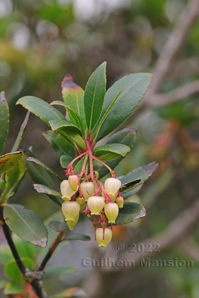 Arbutus unedo vers Bonifacio (France, Corse-du-Sud)