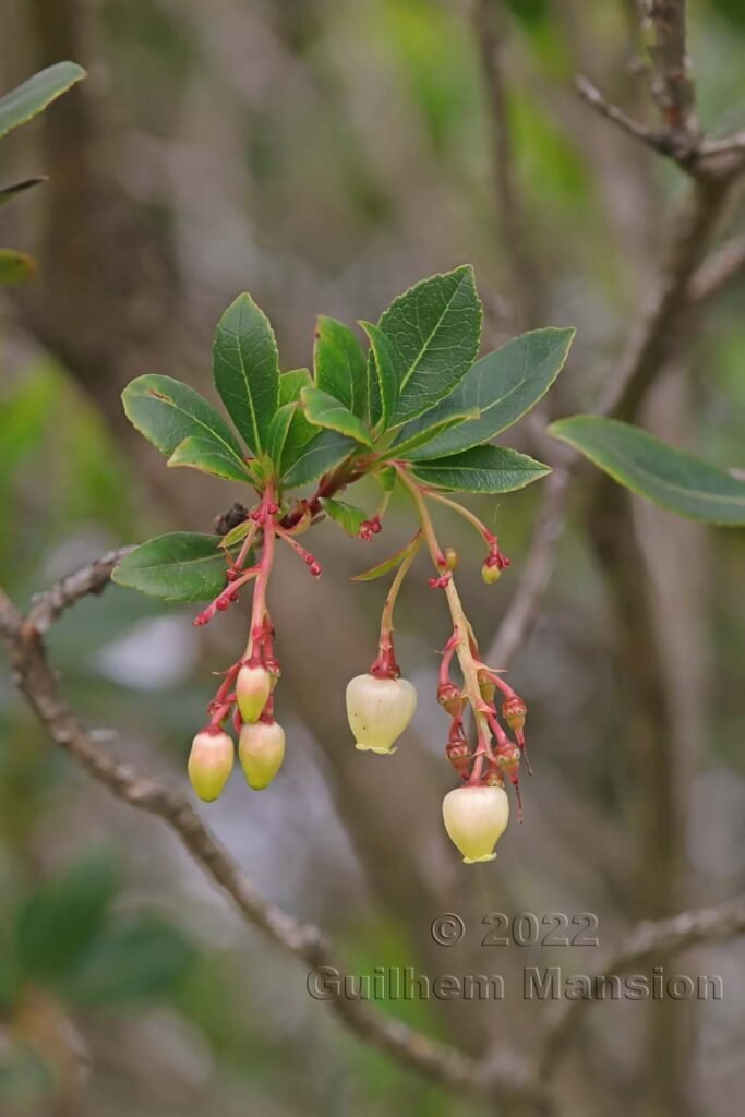 Arbutus unedo vers Bonifacio (France, Corse-du-Sud)