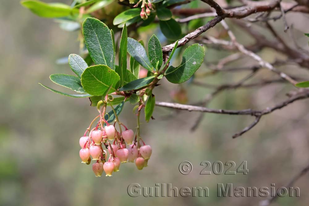 Arbutus unedo vers Castelejo (Portugal, Vila do Bispo)