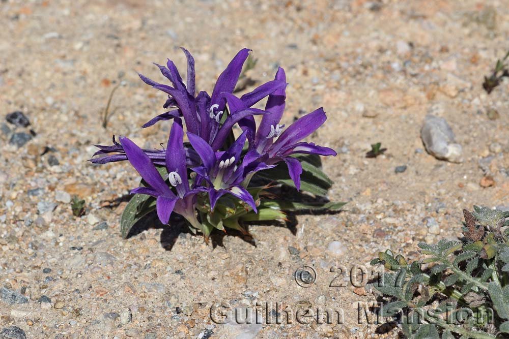 Babiana dregei dans la région de Springbok (Afrique du Sud)