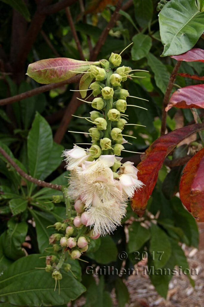 Barringtonia neocaledonica dans le Palmetum de Santa Cruz (Espagne, Tenerife)