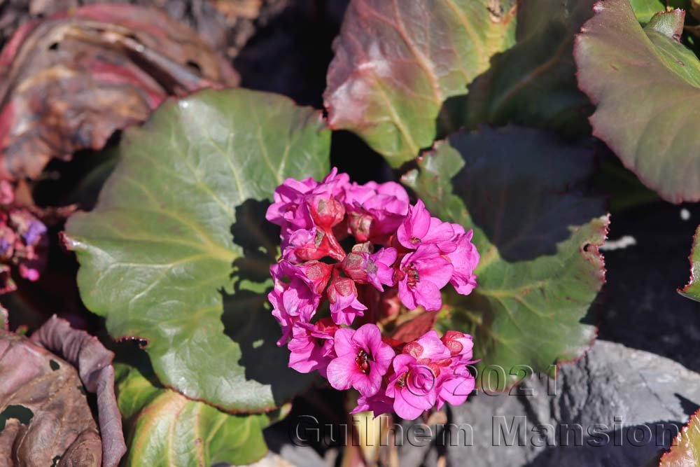 Bergenia crassifolia vers Otelfingen (Suisse, Zurich)