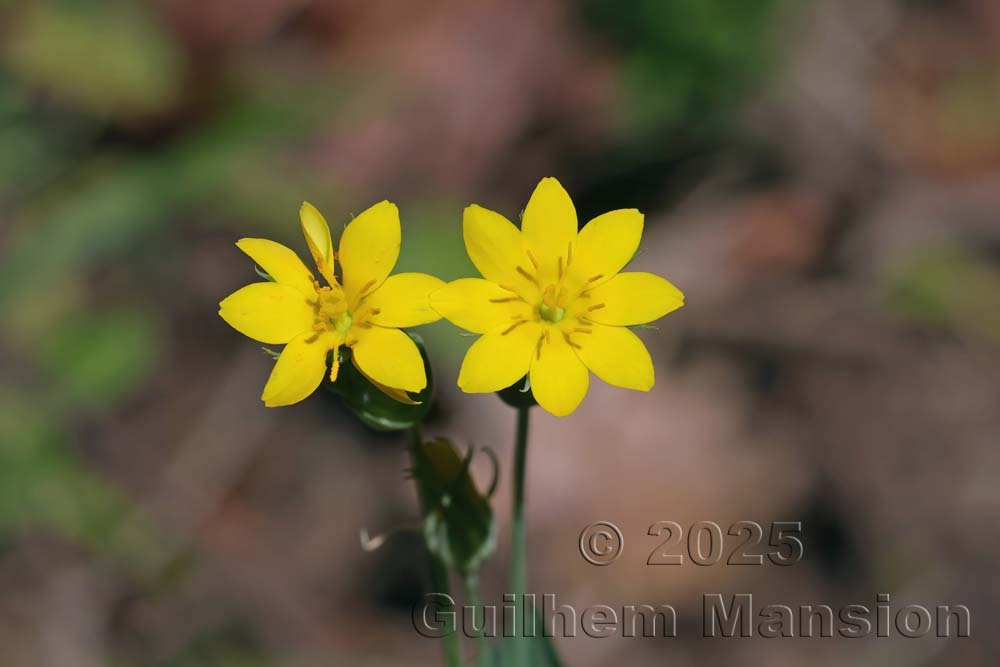Blackstonia acuminata vers le Monte Stello (France, Haute-Corse)