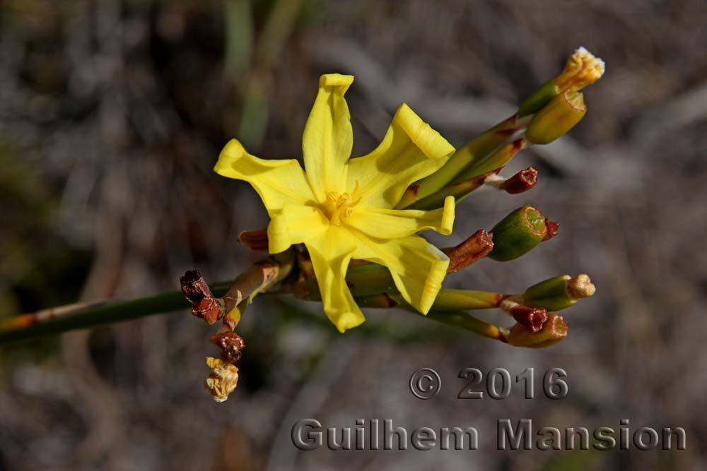 Bobartia indica à Kogelberg (Afrique du Sud)