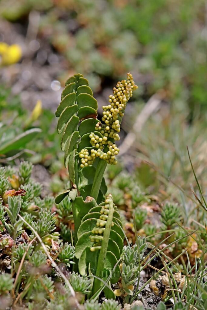 Botrychium lunaria vers Zermatt (Suisse, Valais)