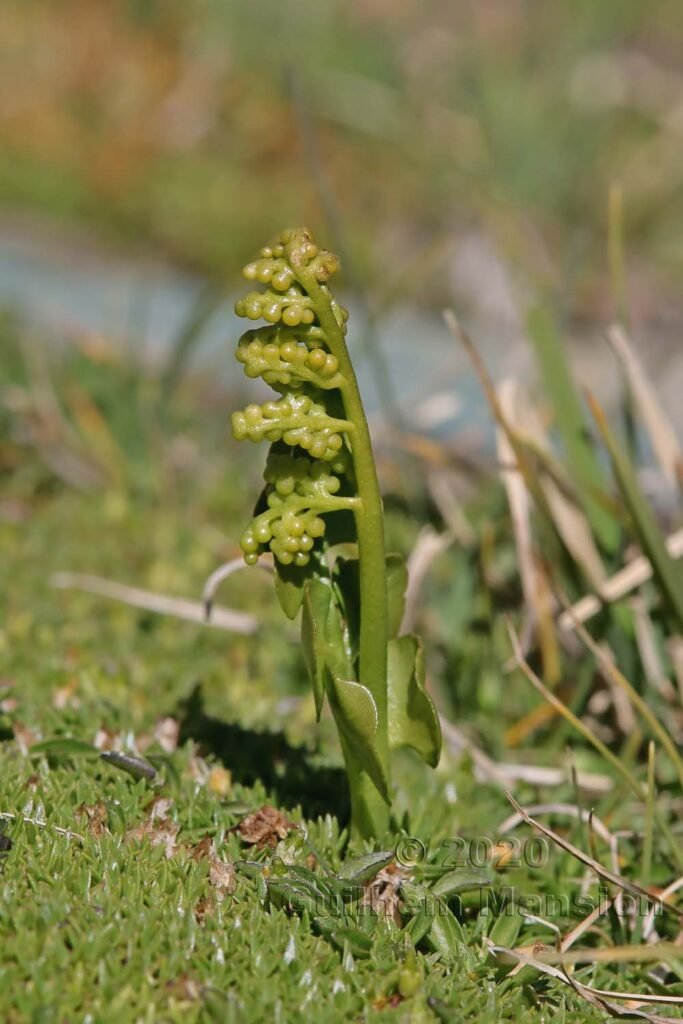 Botrychium lunaria vers Zermatt (Suisse, Valais)