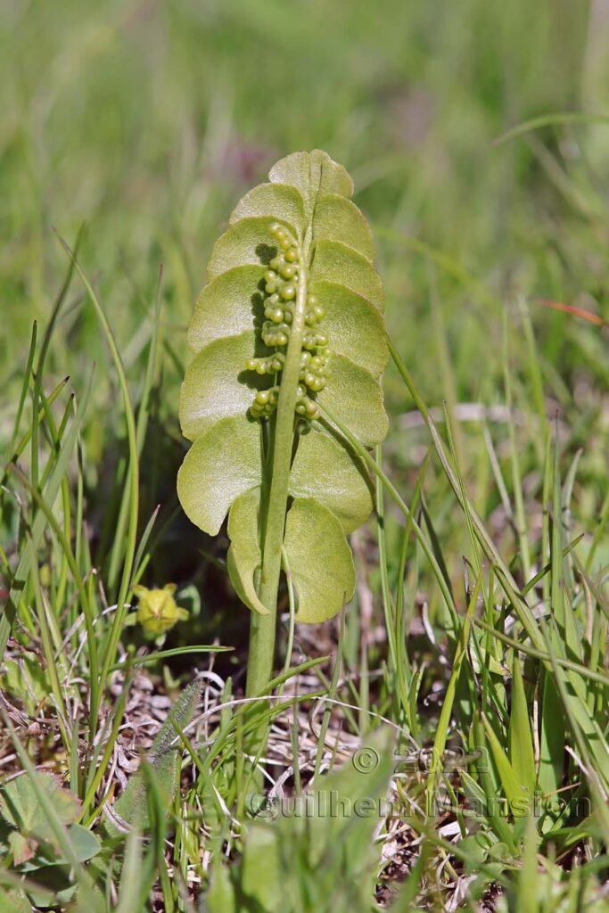 Botrychium lunaria vers le col du Simplon (Suisse, Valais)