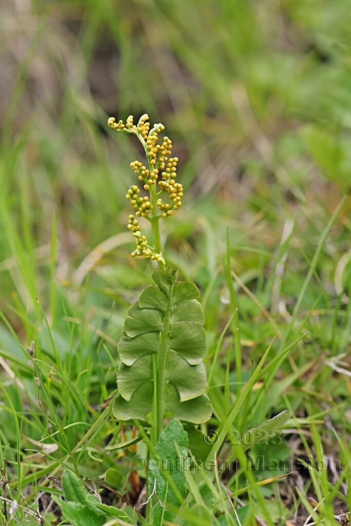 Botrychium lunaria vers Zinal (Suisse, Valais)