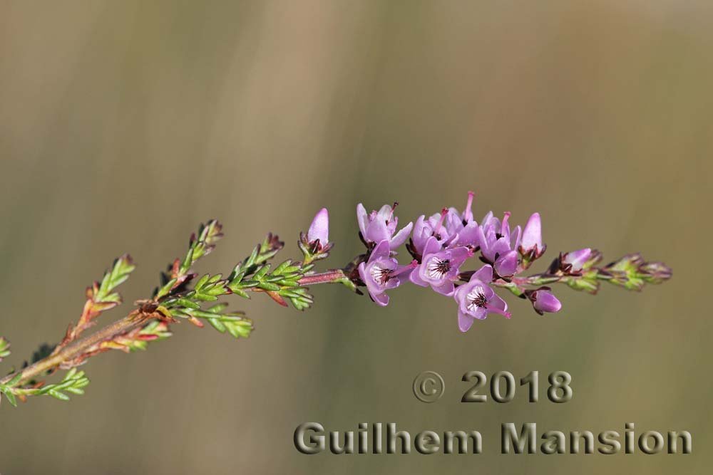 Calluna vulgaris vers le Col du Grand-Saint-Bernard (Suisse, Valais)