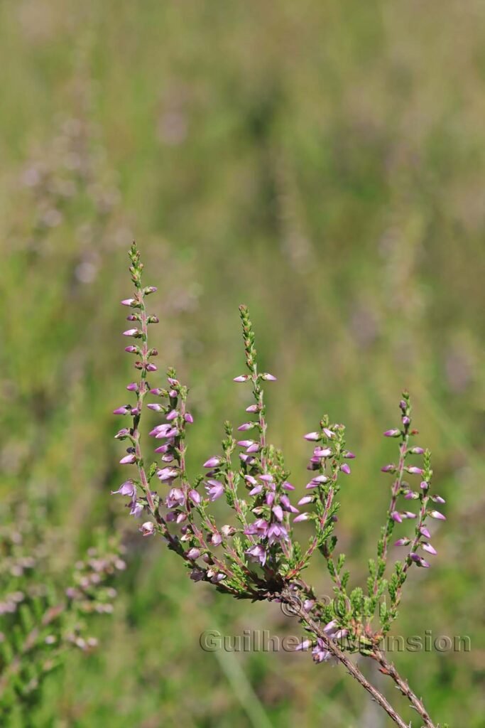 Calluna vulgaris dans la réserve de Loermoos (Suisse, Berne)