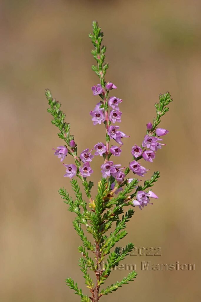 Calluna vulgaris vers le col du Simplon (Suisse, Valais)
