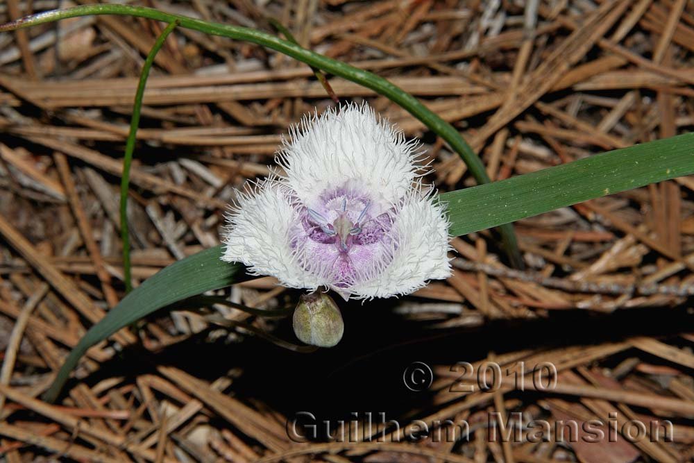 Calochortus elegans en Californie (USA)
