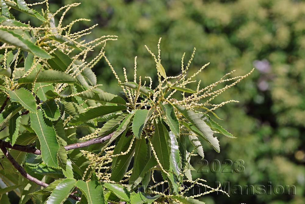 Castanea sativa à Derborence (Suisse, Valais)