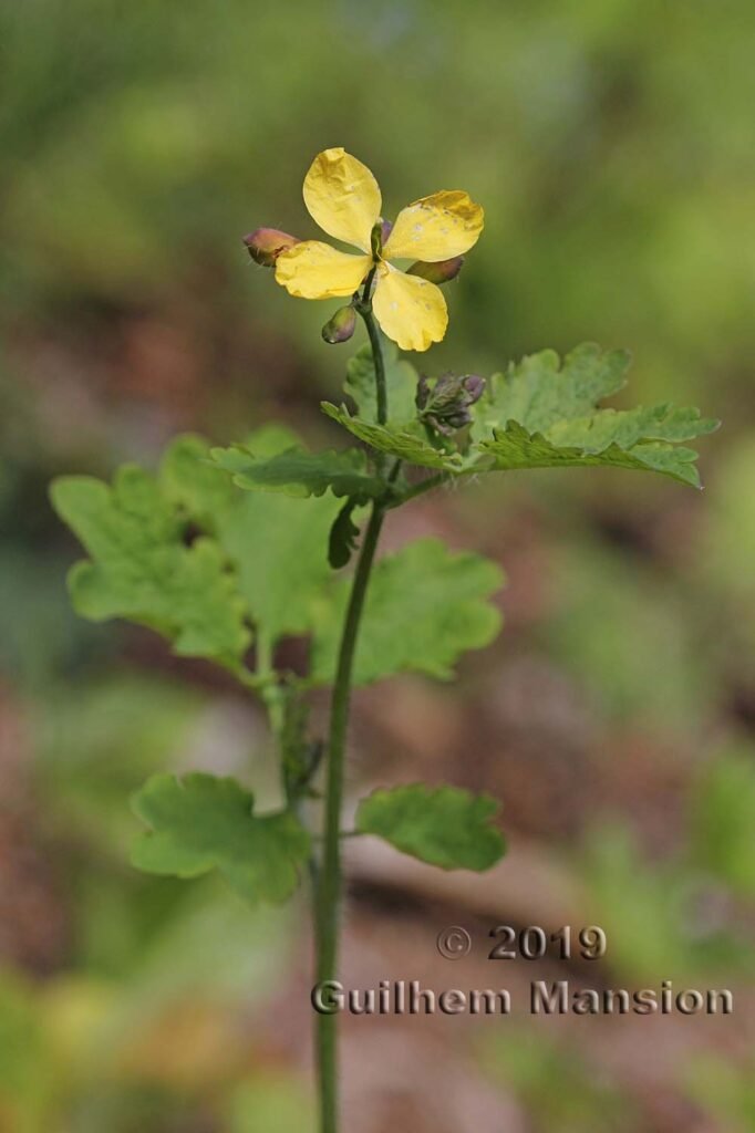 Chelidonium majus vers Oberembrach (Suisse, Zurich)